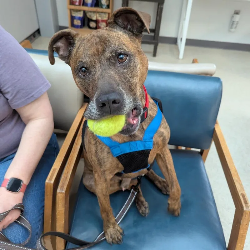 Champ Norman thumbnail 6