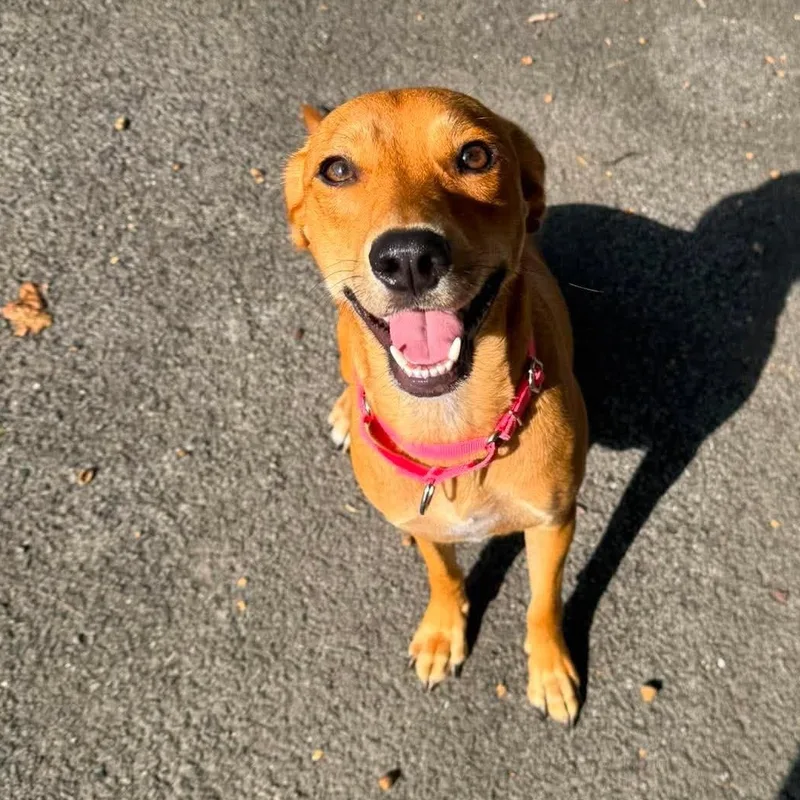 A young medium-sized female Labrador Retriever dog named LadyBug for adoption in Chatham, NJ