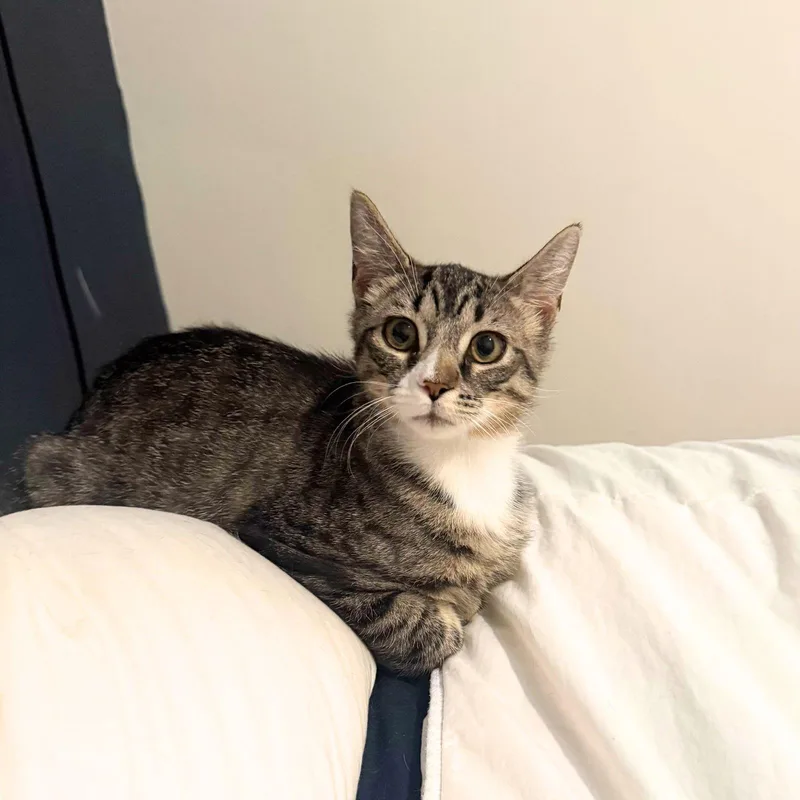 Kerfluffle thumbnail 2