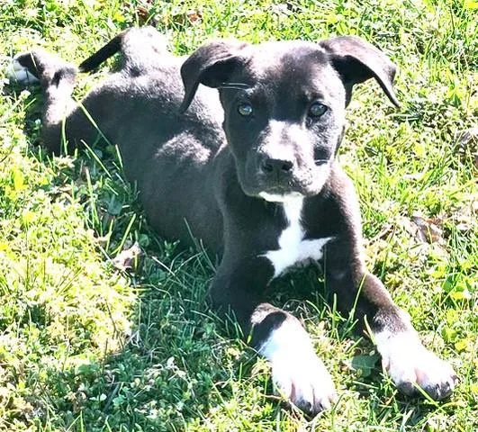 A baby medium-sized male Black Labrador Retriever dog named Fritz Famous for adoption in Andover, MA
