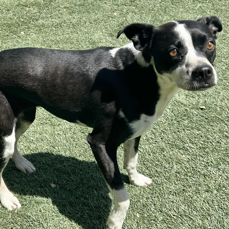 A senior medium-sized female Black Mixed Breed dog named Tide for adoption in Pacific Grove, CA
