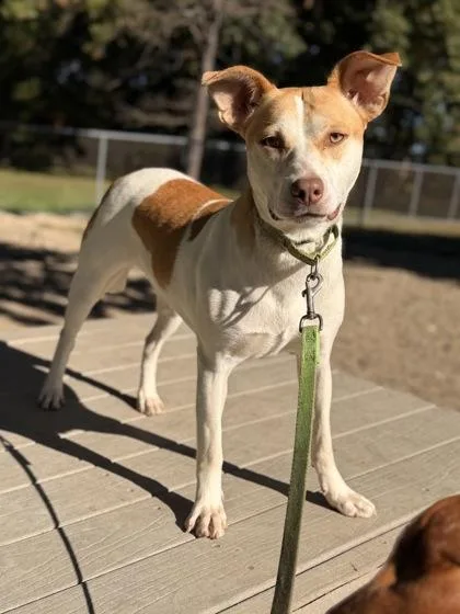 A young medium-sized female Mixed Breed dog named Maxi for adoption in Batavia, OH
