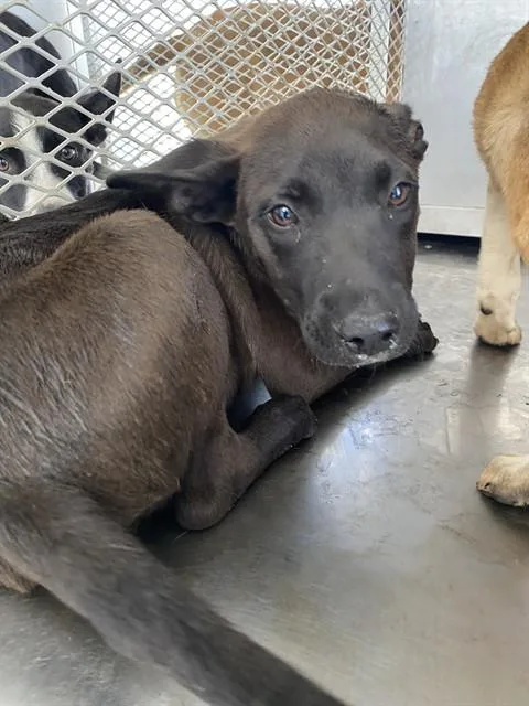 A baby small-sized male Black Labrador Retriever dog named Dragon  Urgent for adoption in Thousand Oaks, CA