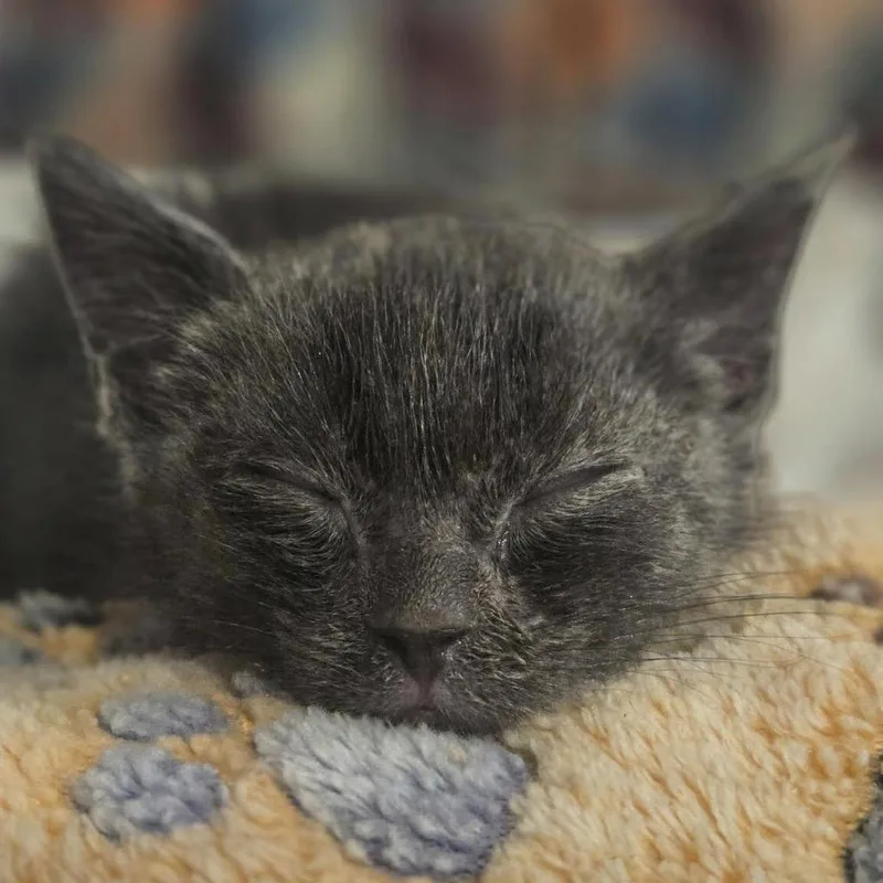 A baby small-sized male Gray / Blue / Silver Domestic Short Hair cat named Smol for adoption in Lynchburg, VA