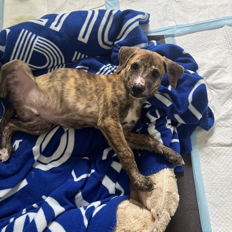 A baby small-sized male Brindle Mixed Breed dog named Ranger for adoption in Chattanooga, TN