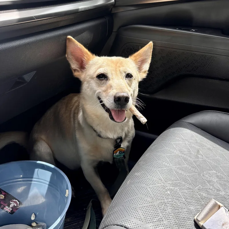An adult medium-sized female White / Cream Dachshund dog named Potato for adoption in Liverpool, TX