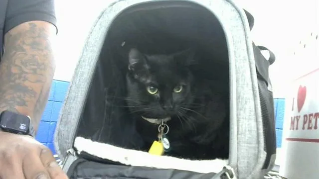 An adult medium-sized male Domestic Short Hair cat named Corvo for adoption in Albuquerque, NM