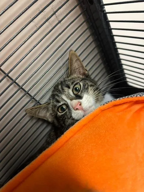 A baby small-sized male Domestic Short Hair cat named Timber for adoption in Blountville, TN