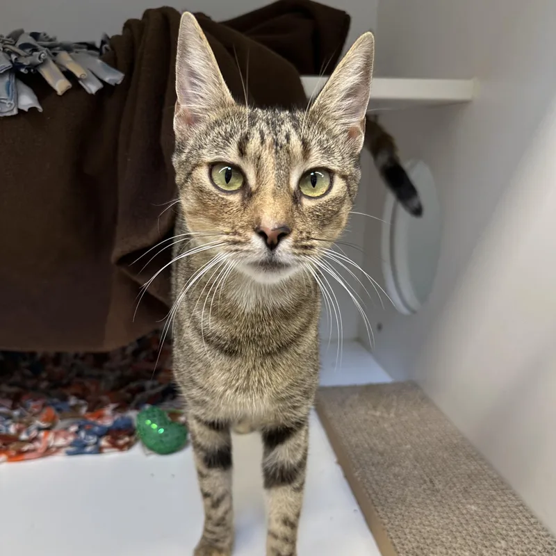 A young small-sized female Domestic Short Hair cat named Gala for adoption in Manassas, VA