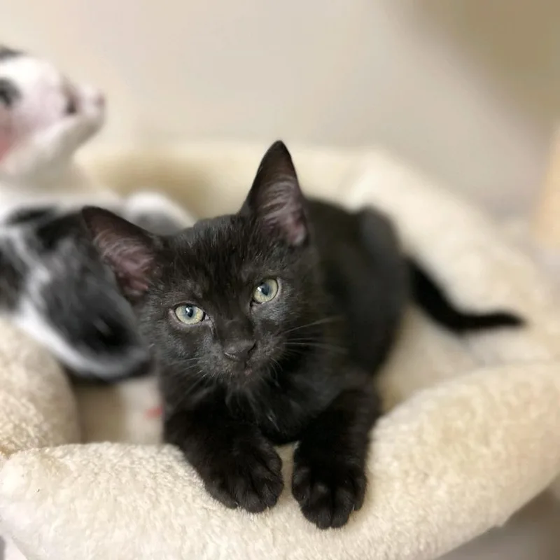 A baby medium-sized male Black Domestic Short Hair cat named Nash for adoption in Murfreesboro, TN