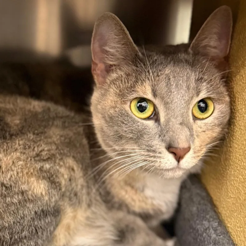 An adult medium-sized female Tortoiseshell Domestic Short Hair cat named Trixie for adoption in Gastonia, NC