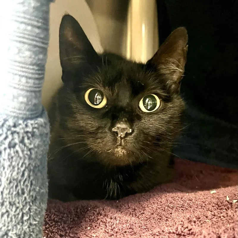 An adult medium-sized female Black Domestic Medium Hair cat named Azzy for adoption in Tacoma, WA