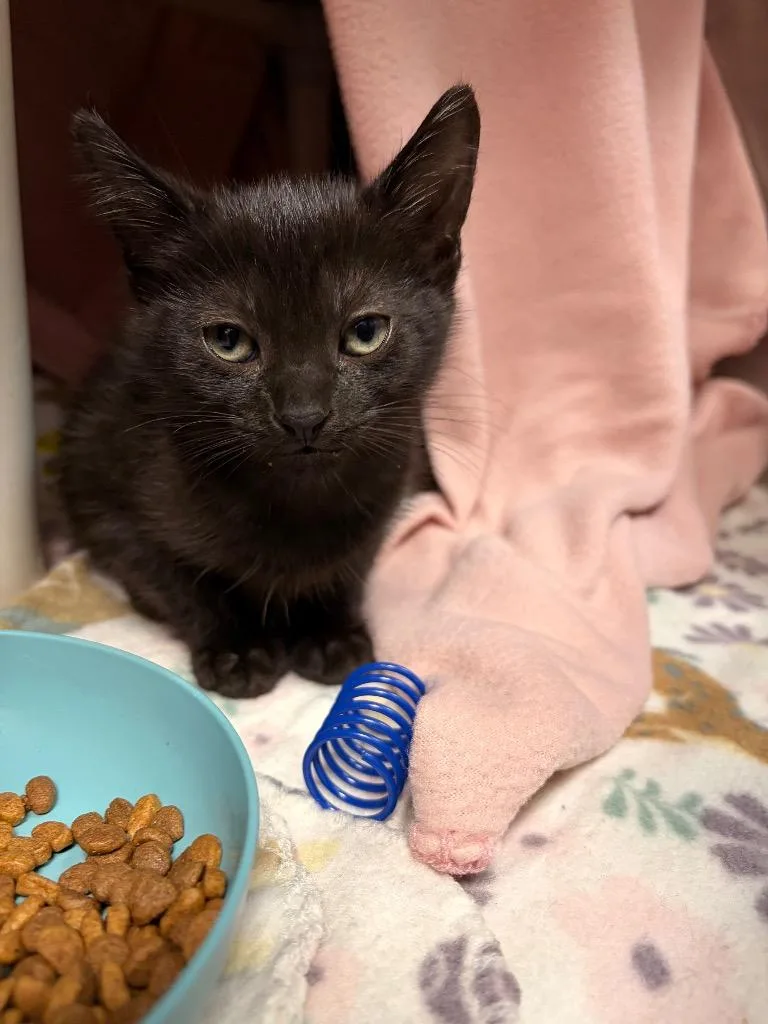 A baby small-sized female Domestic Short Hair cat named Honey Crisp for adoption in Detroit, MI