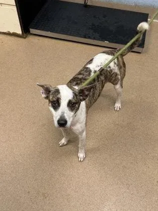 An adult medium-sized female Mixed Breed dog named Salonda for adoption in Chamblee, GA