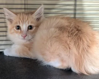 A young small-sized male Domestic Medium Hair cat named Jose for adoption in Missoula, MT
