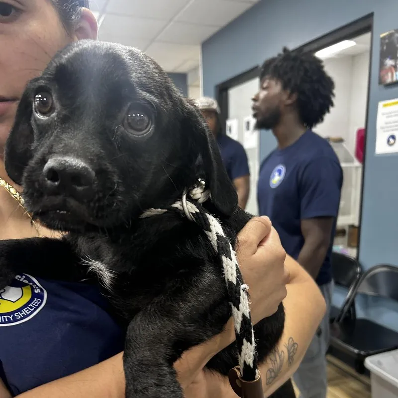 A baby small-sized male Black Mixed Breed dog named Shadow for adoption in Newark, NJ