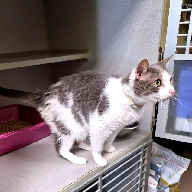 Little Boy thumbnail 2