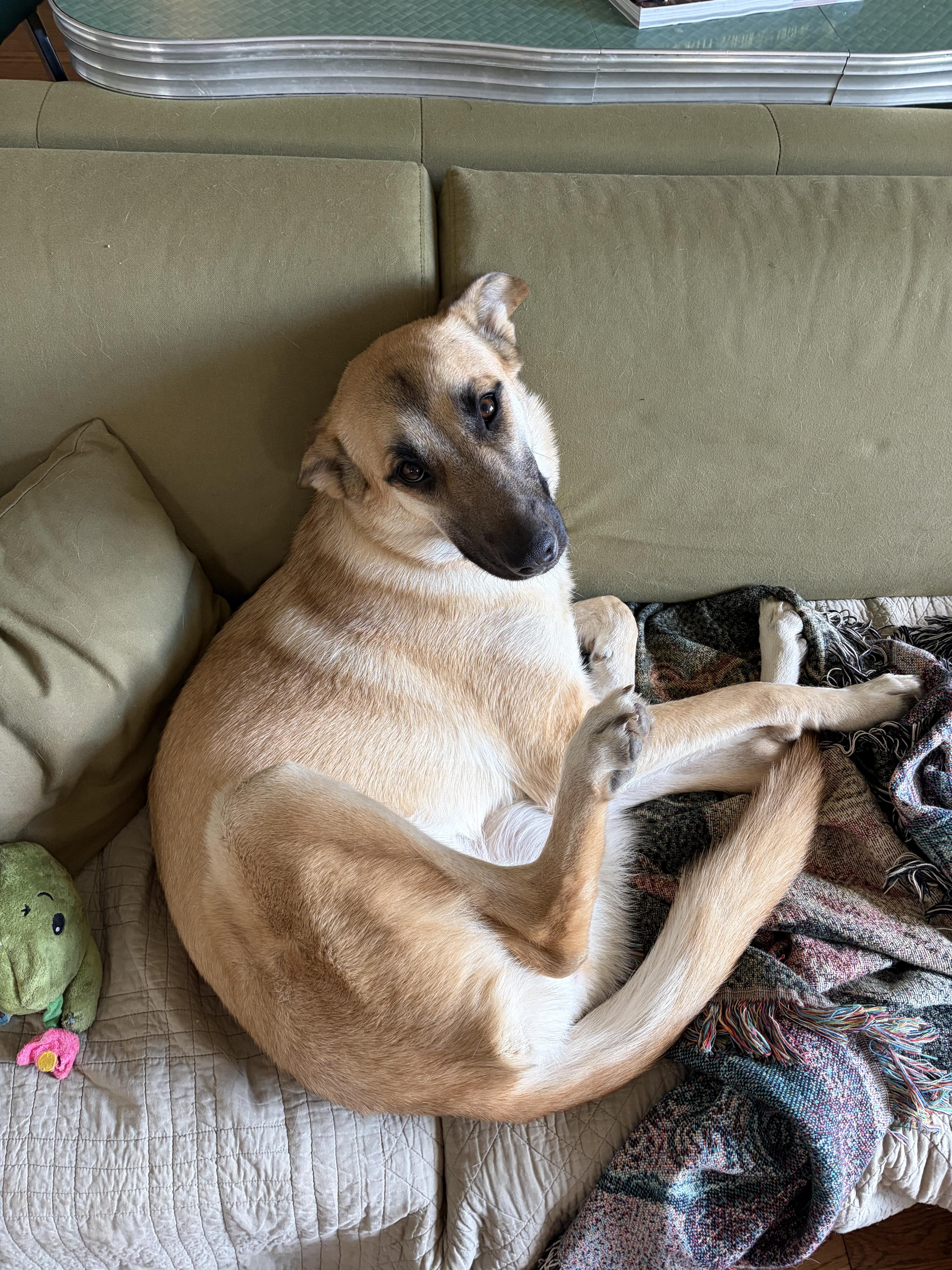A young medium-sized female Sable Shepherd dog named Sasha for adoption in Frazier Park, CA