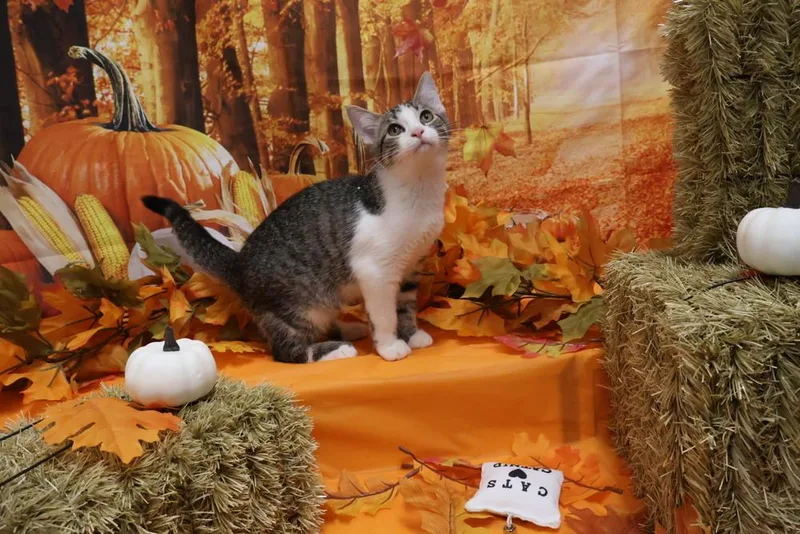 A baby small-sized male White Domestic Short Hair cat named Dungeon Crawler Carl for adoption in Richmond, IN