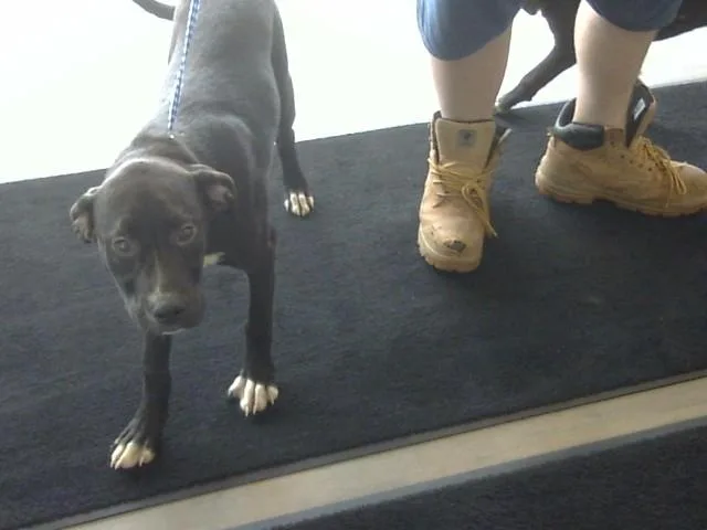 A young medium-sized male Labrador Retriever dog named Timberland for adoption in Toledo, OH