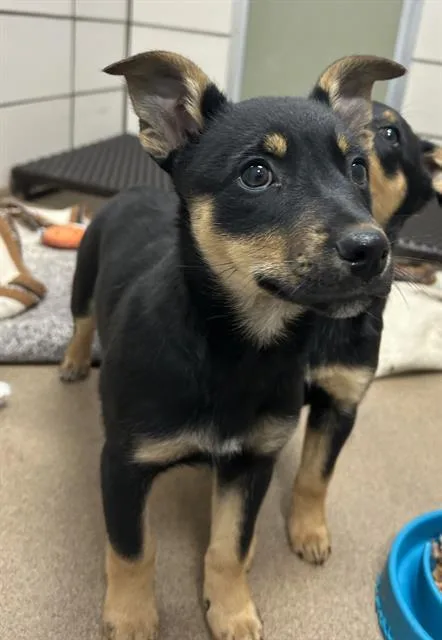 A baby small-sized female German Shepherd Dog dog named Jodie for adoption in Fort Wayne, IN