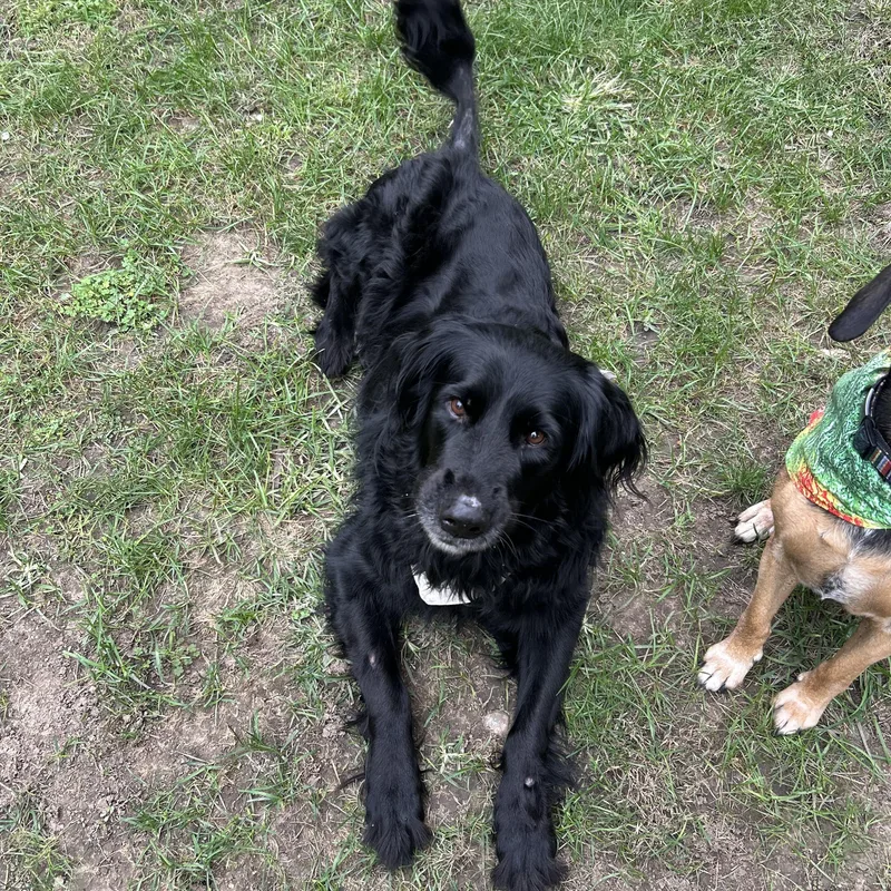 A senior large-sized male Black Labrador Retriever dog named Mack for adoption in Oswego, IL