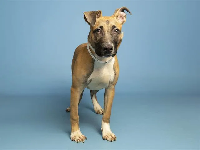 Rufus