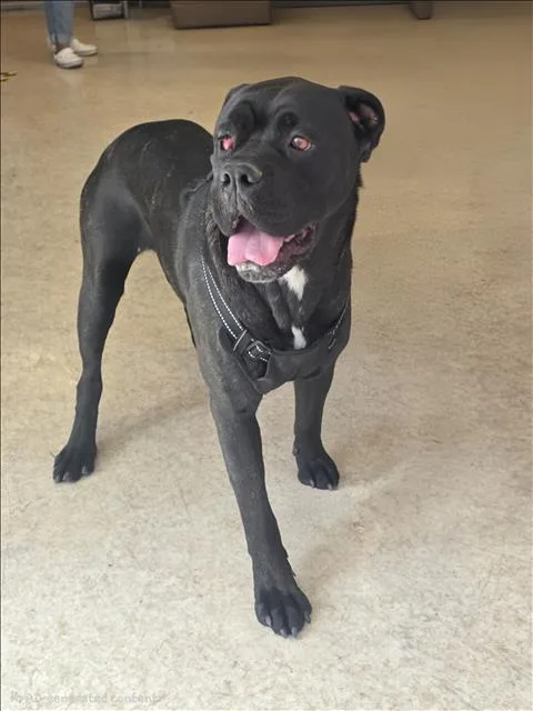A young extra large-sized female Cane Corso dog named Jada for adoption in San Pedro, CA