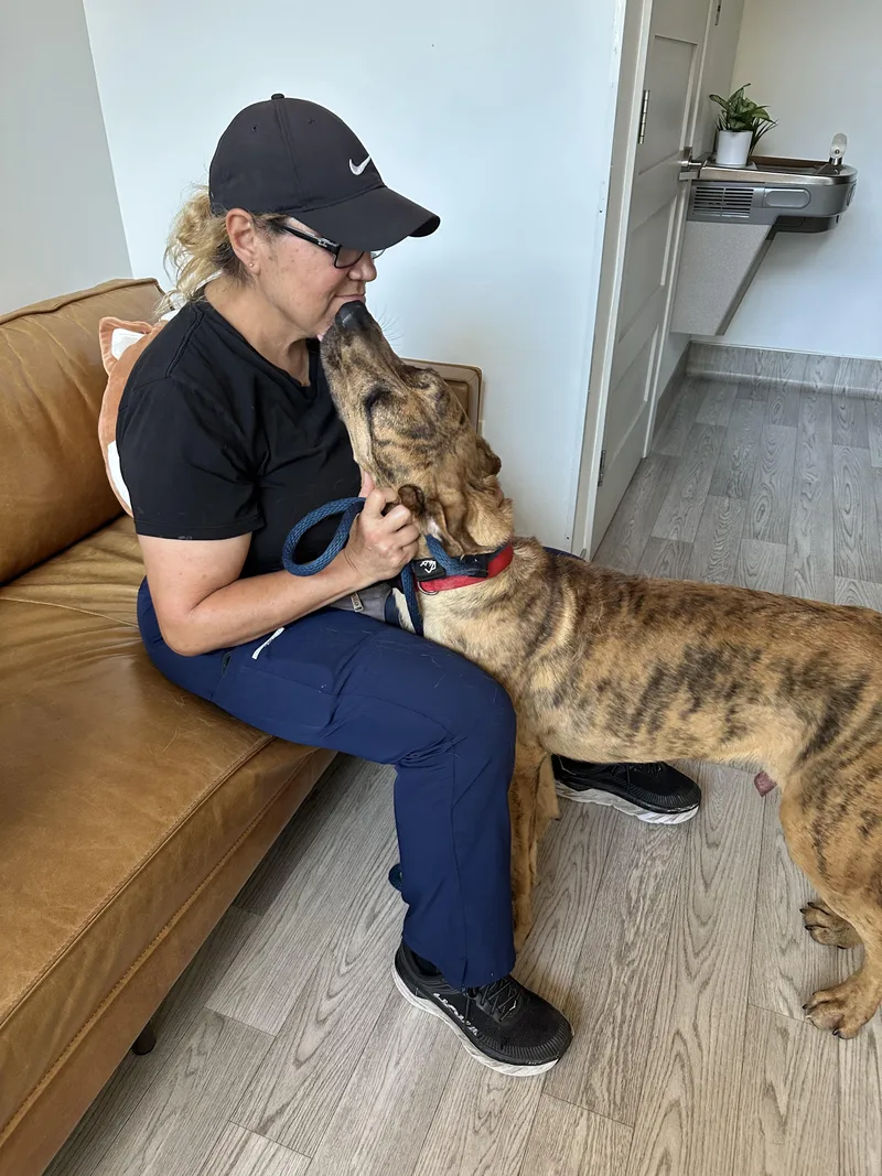 A young large-sized male Brindle Great Dane dog named Hercules for adoption in Houston, TX