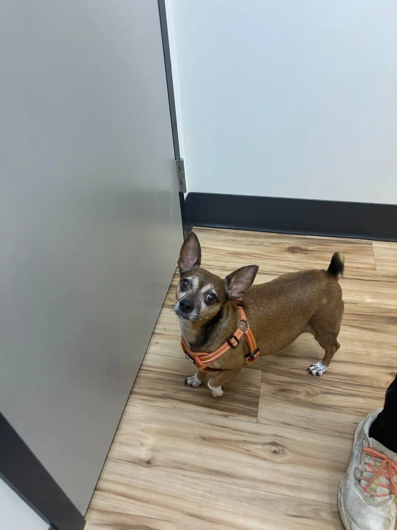 A senior small-sized male Yellow / Tan / Blond / Fawn Mixed Breed dog named Rusty for adoption in Raleigh, NC