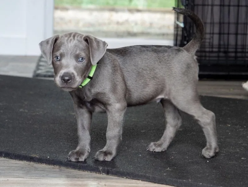A baby medium-sized male Labrador Retriever dog named Tank for adoption in Mount Juliet, TN