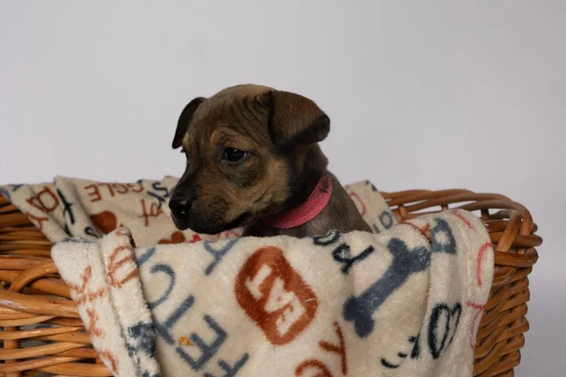 A baby medium-sized female Bicolor Mixed Breed dog named Vera for adoption in Clinton, WI