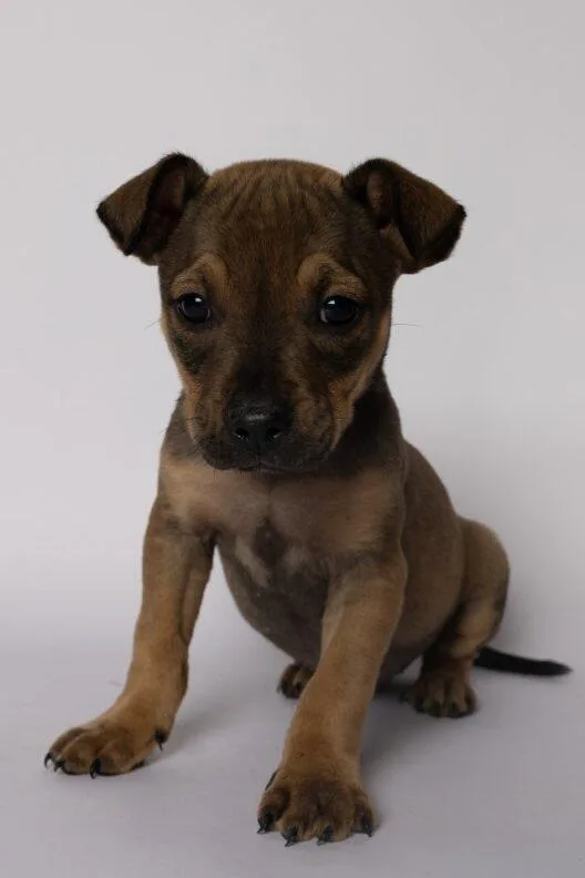 Vera thumbnail 4