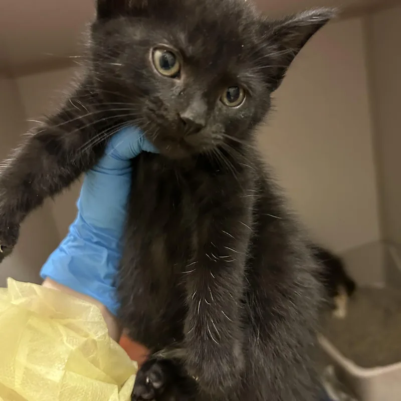A baby medium-sized male Black Domestic Short Hair cat named Supreme for adoption in Mason City, IA