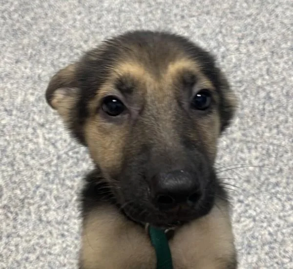 A baby medium-sized female German Shepherd Dog dog named Gingersnap for adoption in Golden, CO