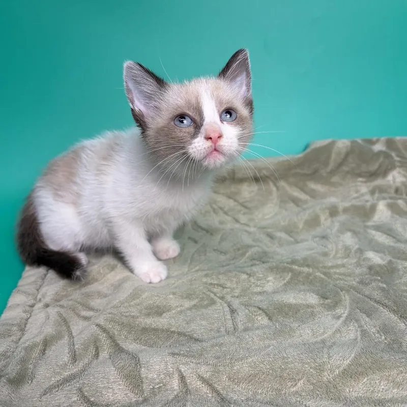 A baby small-sized male Siamese cat named Curly for adoption in San Antonio, TX