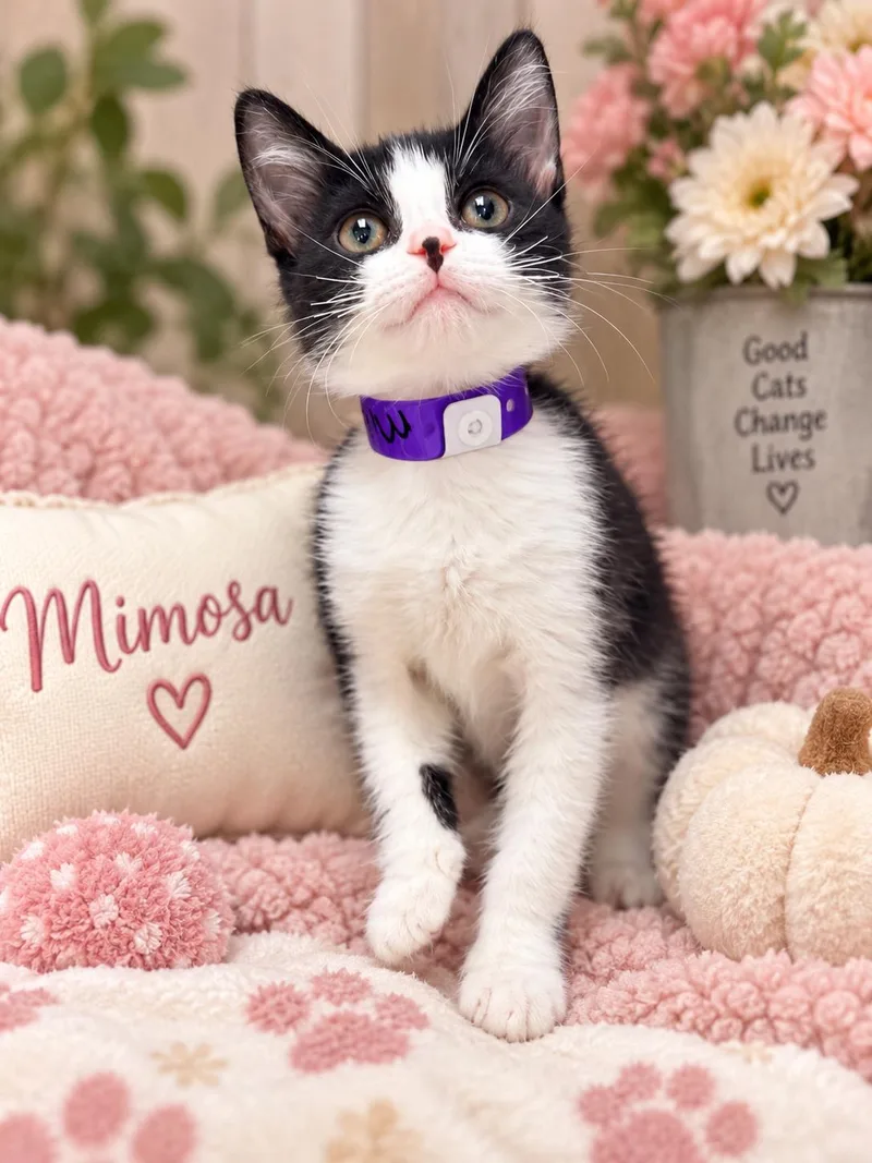 Mimosa thumbnail 2