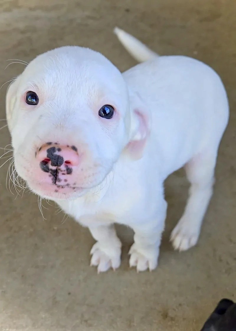 A baby medium-sized male Pit Bull Terrier dog named Badger for adoption in Estherville, IA
