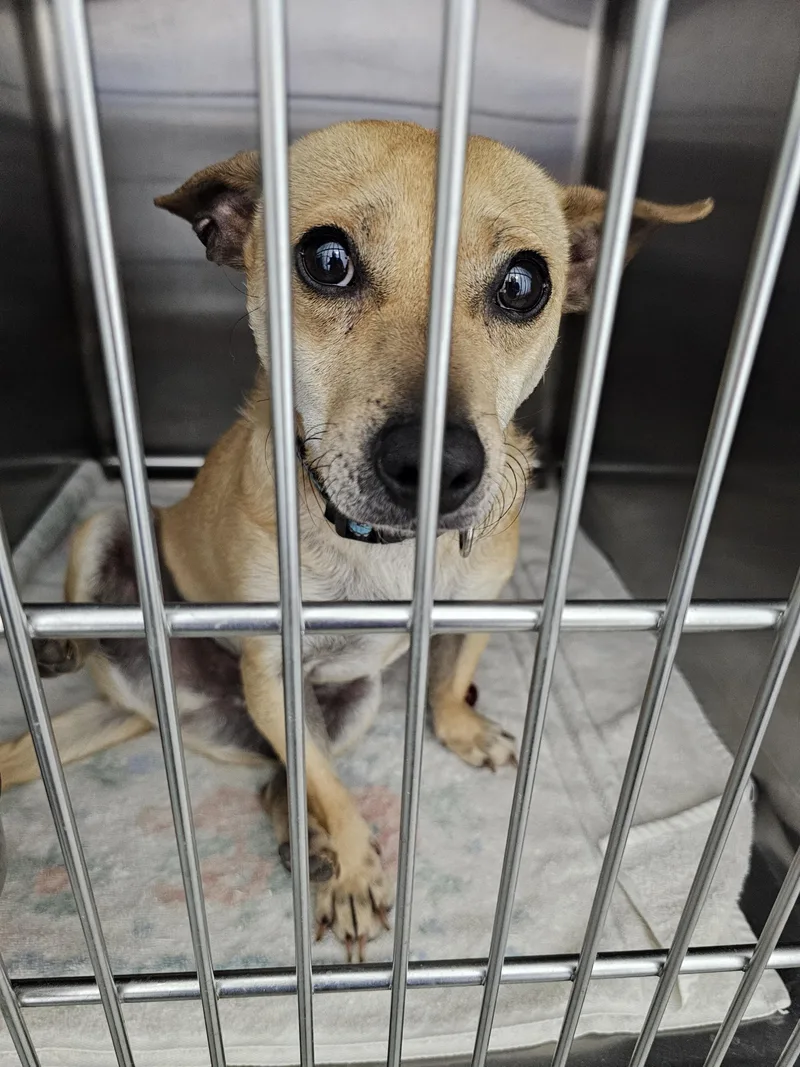 An adult small-sized female Chihuahua dog named Macaroni for adoption in Minooka, IL