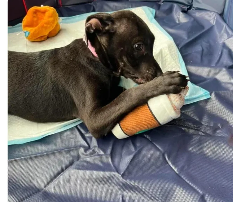 A young medium-sized female Labrador Retriever dog named Batgirl for adoption in Hampton, VA