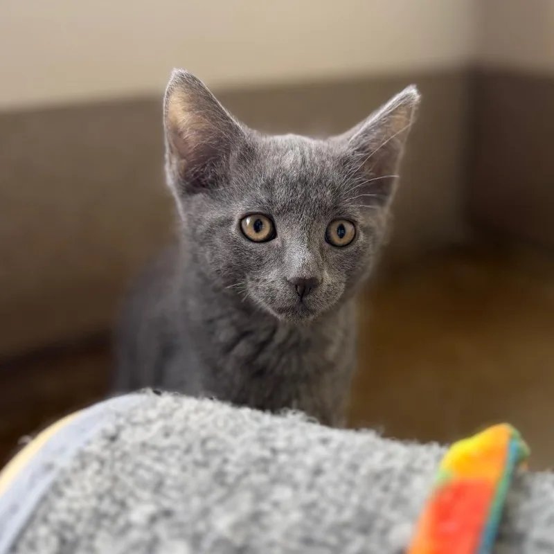 A baby small-sized male Gray / Blue / Silver Domestic Short Hair cat named Paddington for adoption in Green Bay, WI