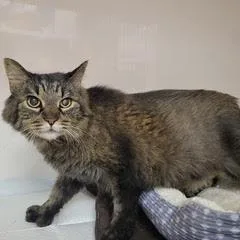 An adult medium-sized female Tabby (Brown / Chocolate) Tabby cat named Millie for adoption in Green Valley, AZ