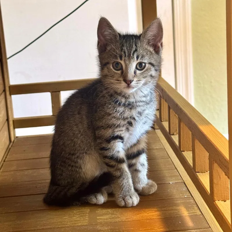 A young large-sized male Brown / Chocolate Domestic Short Hair cat named Loki for adoption in West Palm Beach, FL