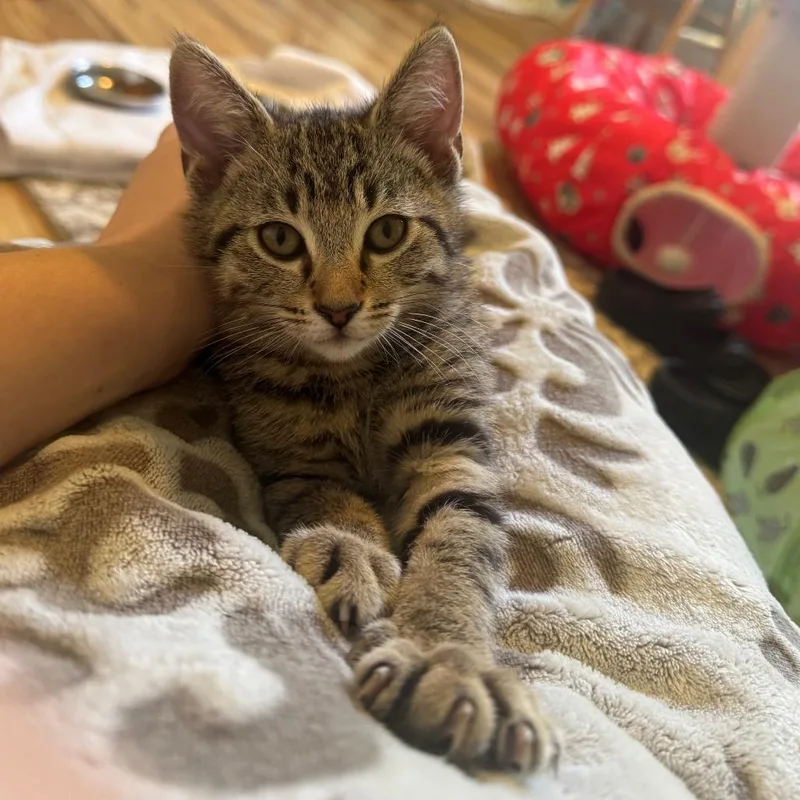 Loki thumbnail 3