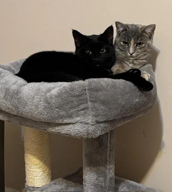 A young medium-sized female Black & White / Tuxedo Domestic Short Hair cat named Chloe for adoption in Breinigsville, PA