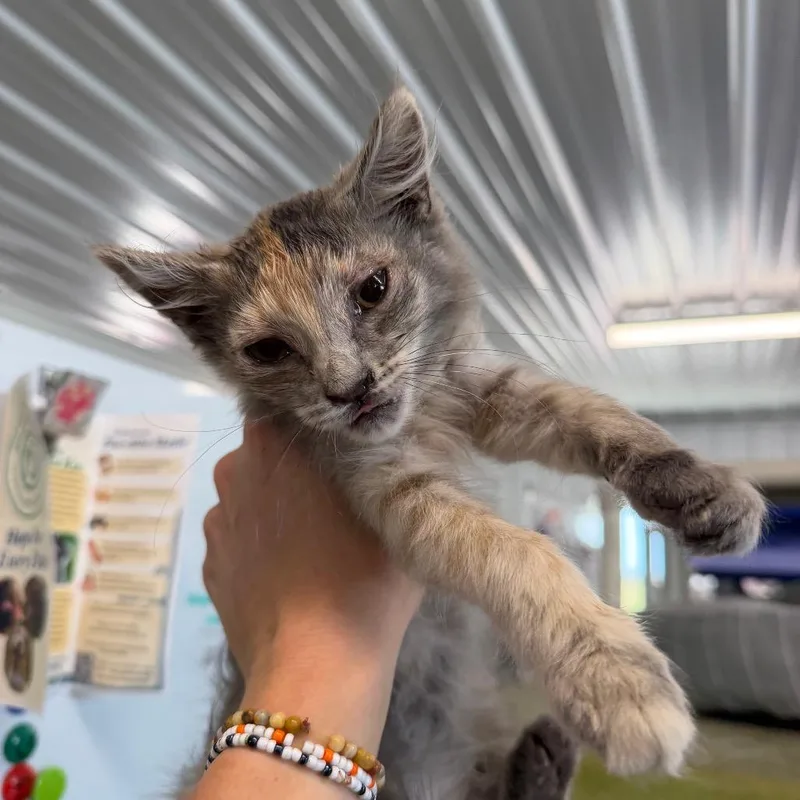 A baby small-sized female Domestic Short Hair cat named Niblet for adoption in Spanish Fork, UT