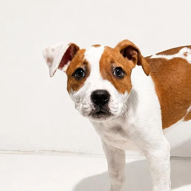 A baby medium-sized female Yellow / Tan / Blond / Fawn Pit Bull Terrier dog named Mina for adoption in New York, NY