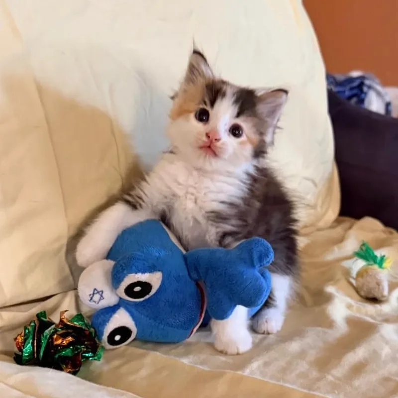 A baby medium-sized female Calico Domestic Long Hair cat named Ash for adoption in Houston, TX