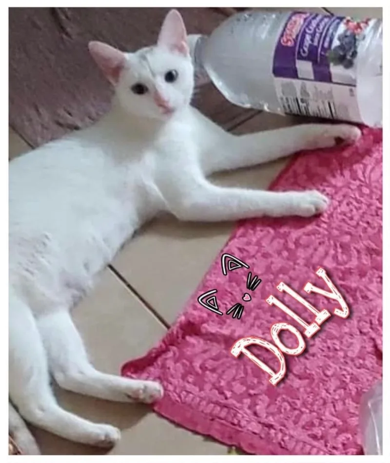 Dolly thumbnail 2