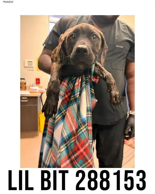 A baby small-sized female Presa Canario dog named Lil Bit for adoption in Macon, GA